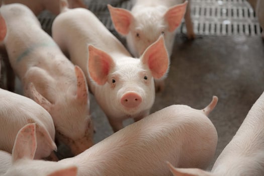 Feature 3 - Animal Nutrition