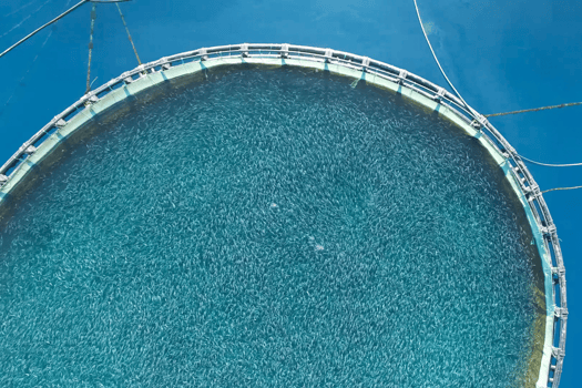 Feature 2 - Aquafeed