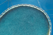 Feature 2 - Aquafeed