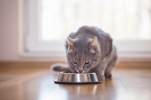 Feature 6 - Pet Food