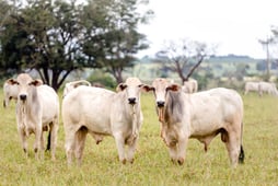 Sustainability Reporting Starts in Formulation: What Feed Producers Need to Capture Now