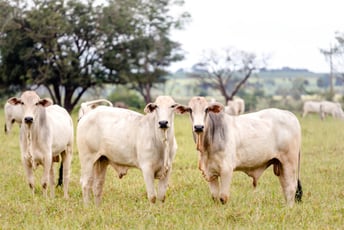 Sustainability Reporting Starts in Formulation: What Feed Producers Need to Capture Now