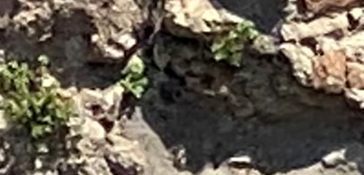 Figure 1b. Blow up of Fig. 1a showing the lead pipe in the center of the photo.