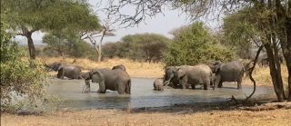Elephant family 