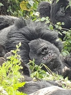 silverback gorilla leader