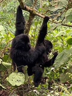 Young gorillas
