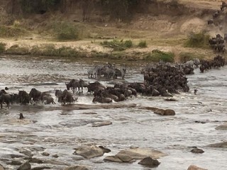 Zebra in river
