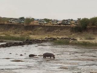 Hippo in river
